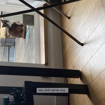 Foto 1/1 Gato encontrado Encontrado en St jacques de la lande