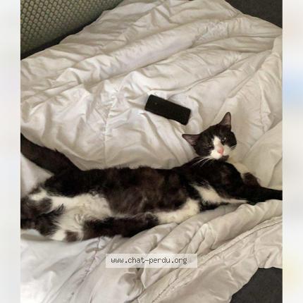 Foto 1/1 Millo Chat perdido en Lobbes