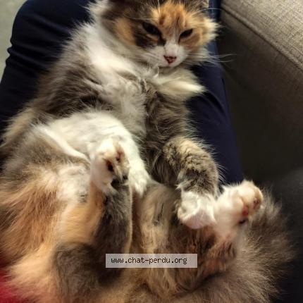 Foto 1/1 Teeki Chat perdido en Orgueil
