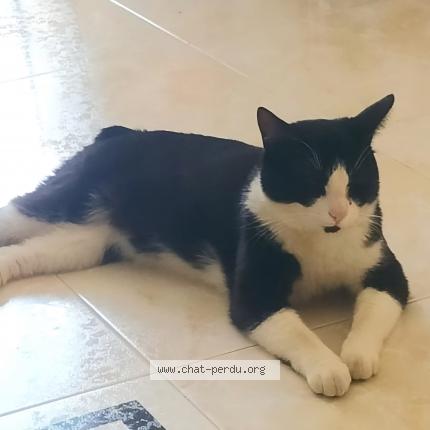 Foto 1/1 Feelloo Chat perdido en Aspiran