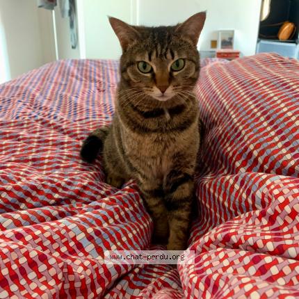 Foto 1/1 Elfy Chat perdido en Ugine