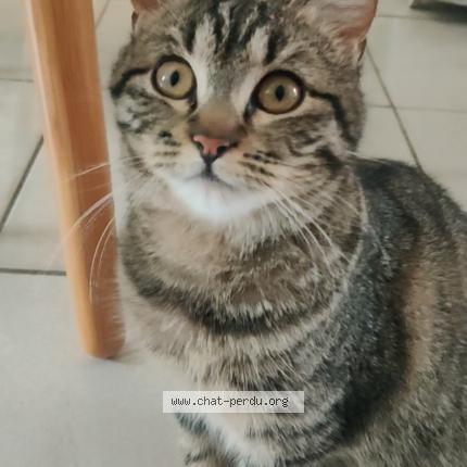 Foto 1/5 Gato encontrado Perdido en Champigny sur marne