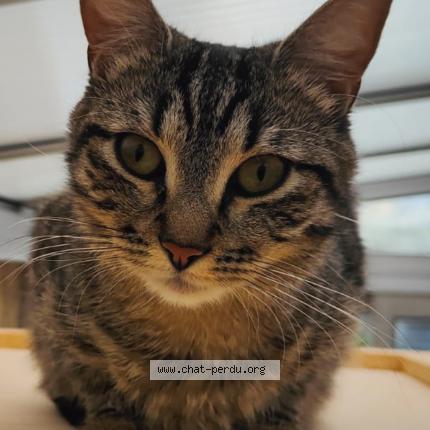 Foto 2/5 Gato encontrado Perdido en Champigny sur marne