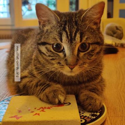 Foto 3/5 Gato encontrado Perdido en Champigny sur marne