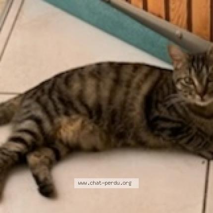 Foto 4/5 Gato encontrado Perdido en Champigny sur marne