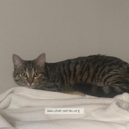 Foto 5/5 Gato encontrado Perdido en Champigny sur marne