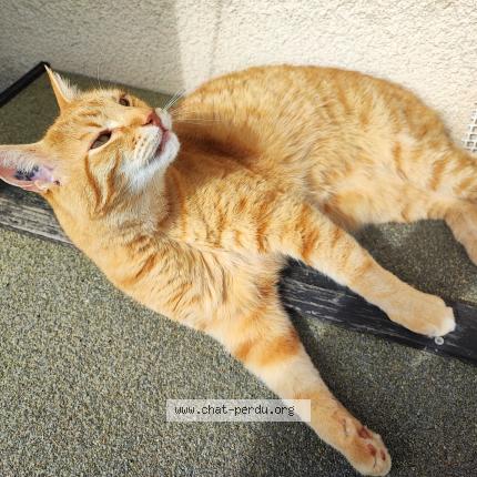 Foto 1/1 Thomas Chat perdido en Toulon