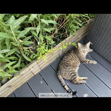 Foto 1/1 Malo Chat perdido en Ferel