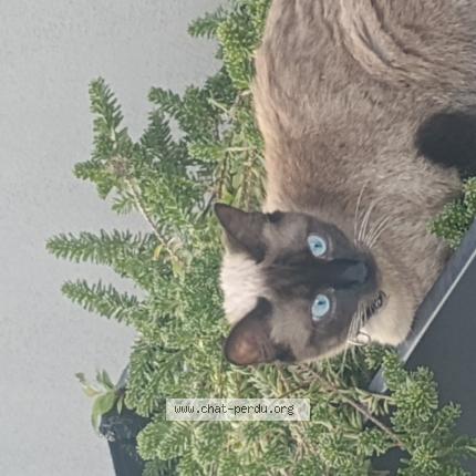 Foto 1/1 Perle Chat perdido en Saint vincent de tyrosse