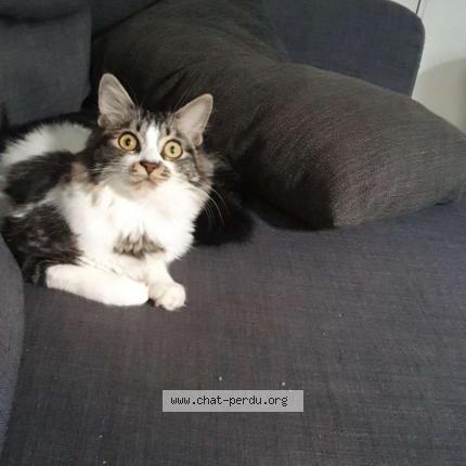 Foto 1/3 Ramses Chat perdido en Sainte foy d aigrefeuille