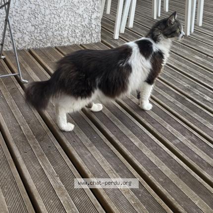 Foto 2/3 Ramses Chat perdido en Sainte foy d aigrefeuille