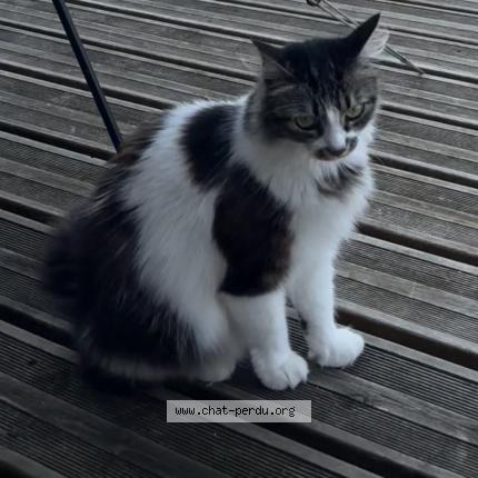 Foto 3/3 Ramses Chat perdido en Sainte foy d aigrefeuille