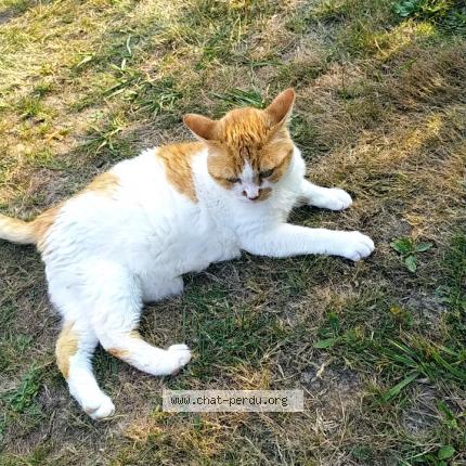 Foto 1/1 BASILe Chat perdido en Alfortville