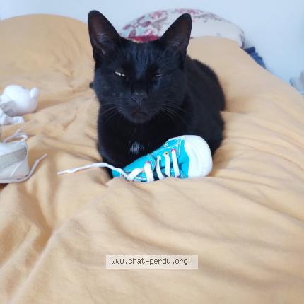 Foto 1/1 Bahia Chat perdido en Saint sebastien sur loire