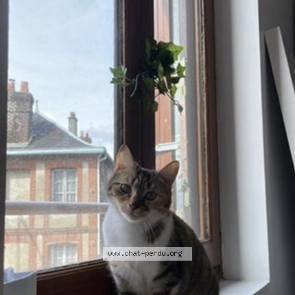 Foto 1/2 Romy Chat perdido en Amfreville la mi voie