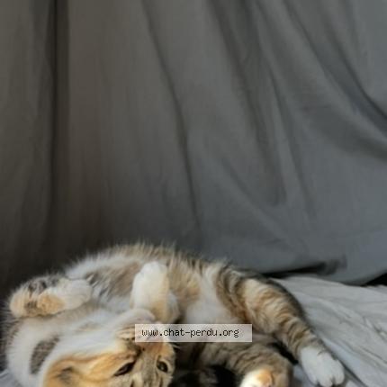 Foto 2/2 Romy Chat perdido en Amfreville la mi voie