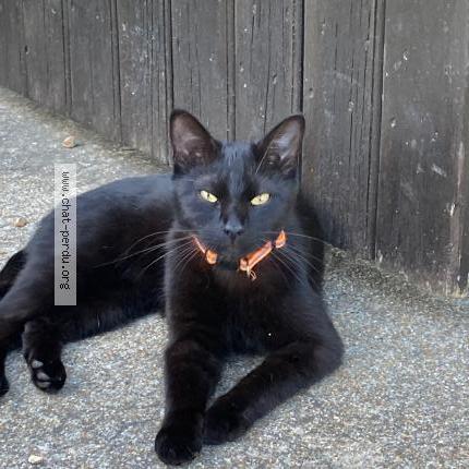 Foto 1/1 Shadow Chat perdido en Saint francois longchamp