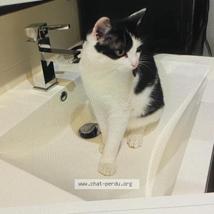 Foto 1/1 Salto Chat perdido en Montauban