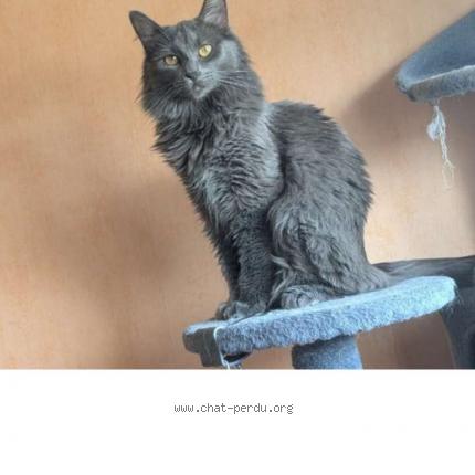 Foto 1/1 Isadora Chat perdido en Conde sur l escaut