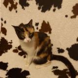 Foto del gato perdido en Espartignac