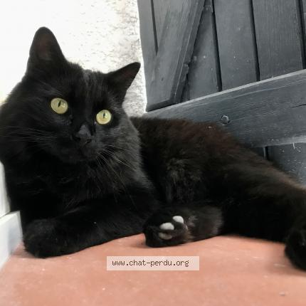 Foto 1/1 Marcel Chat perdido en Montauban