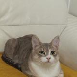 Foto del gato perdido en Salies Du Salat