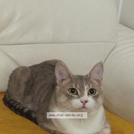 Foto 1/1 Loki Chat perdido en Salies du salat