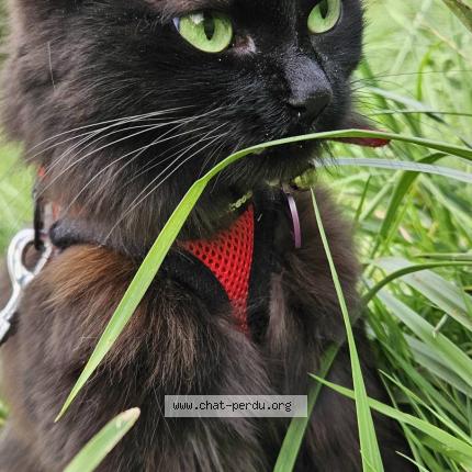 Foto 1/1 Miou-Miou Chat perdido en Chauconin neufmontiers