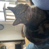 Foto del gato perdido en Bourgogne