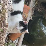 Foto del gato perdido en Le Passage