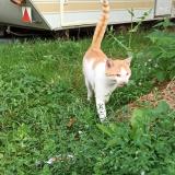 Foto de gato encontrado en Challain La Potherie