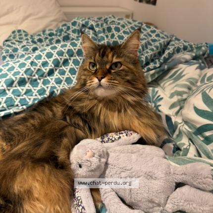 Foto 1/1 Roxy Chat perdido en Saint jean d arvey