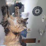 Foto del gato perdido en Le Ruault