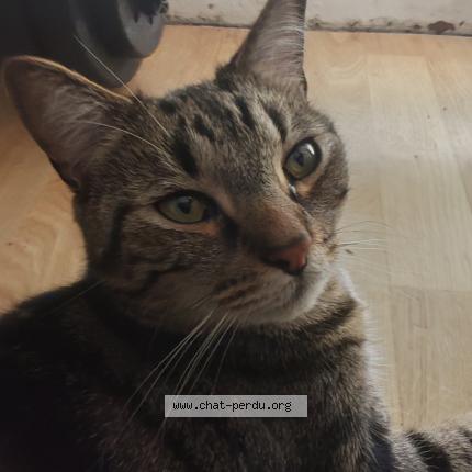 Foto 1/1 Gato encontrado Encontrado en Luce