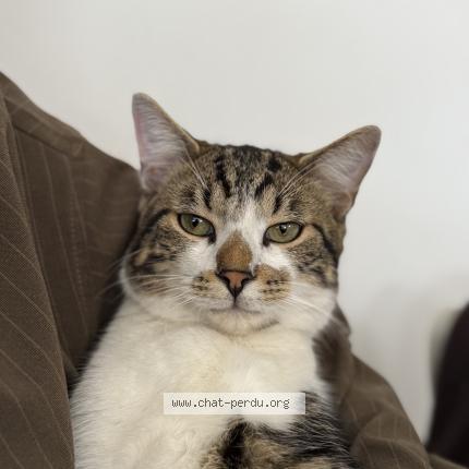 Foto 1/1 Georges Chat perdido en Villeneuve le roi