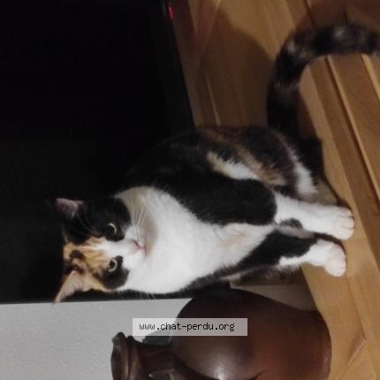 Foto 1/1 Saphir Chat perdido en Gignac