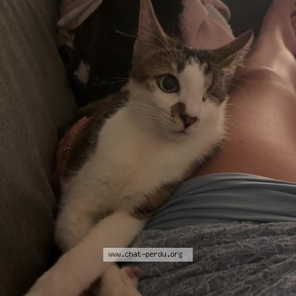 Foto 1/1 Bandy Chat perdido en Narbonne