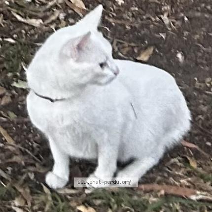 Foto 1/1 mignonne Chat perdido en Argeles sur mer