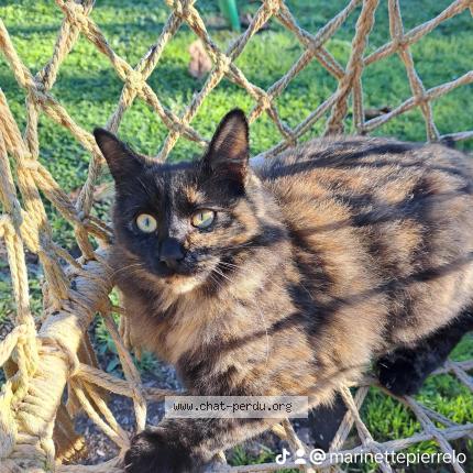 Foto 1/1 CHIPIE Chat perdido en Veyrac