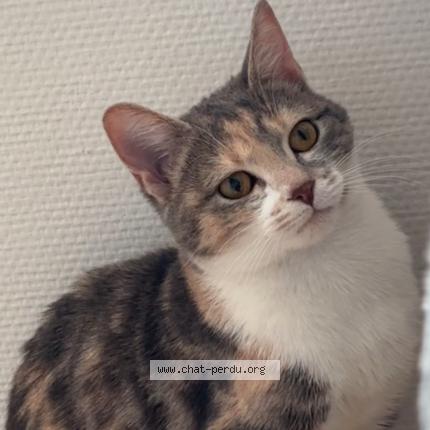 Foto 1/1 Orly Chat perdido en Noisy le grand