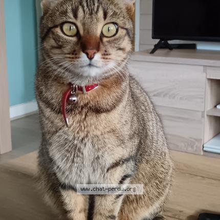 Foto 1/3 Sirius Chat perdido en Prefailles