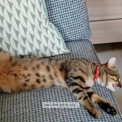 Foto 2/3 Sirius Chat perdido en Prefailles