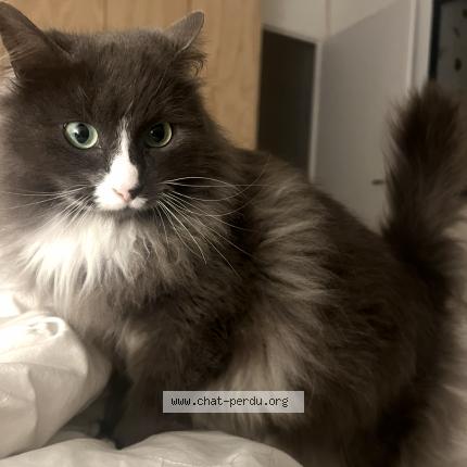 Foto 1/1 Tara Chat perdido en Vigneux de bretagne