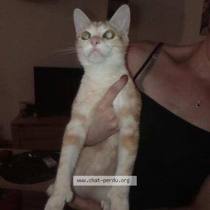 Foto 1/1 Gato encontrado Encontrado en Limoges