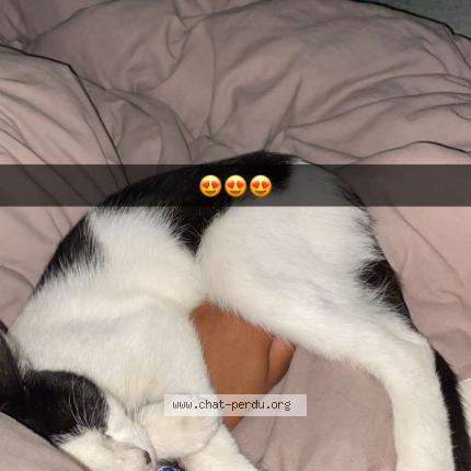 Foto 1/1 Sky Chat perdido en Entraigues sur la sorgue