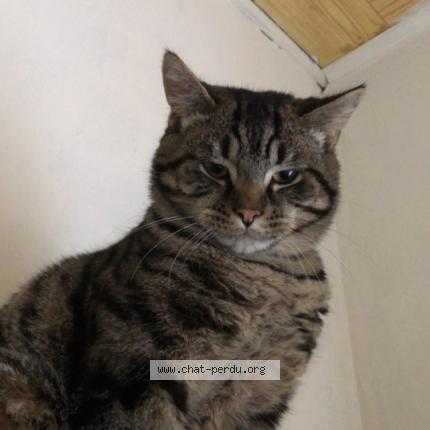 Foto 1/1 Oggy Chat perdido en Herbitzeim