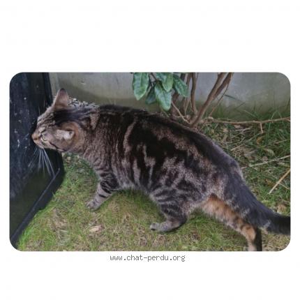 Foto 1/1 Shadow Chat perdido en Ecquevilly