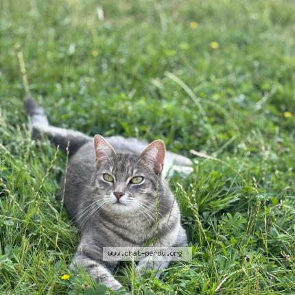 Foto 1/1 Marley Chat perdido en Noisy le grand