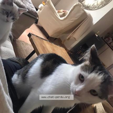 Foto 1/1 Esmé Chat perdido en Sauvian