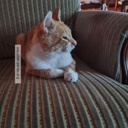 Foto 1/1 Socrate Chat perdido en Bains